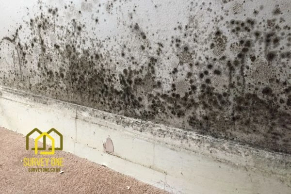 What’s the First Step to Take When You Notice Damp on a Party Wall Sheffield?